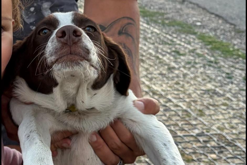 Vermisstmeldung Hund rassenmischung Männliche , 0 jahre Sorel-Moussel Frankreich Vermisstmeldung Hund rassenmischung Männliche , 0 jahre Sorel-Moussel Frankreich