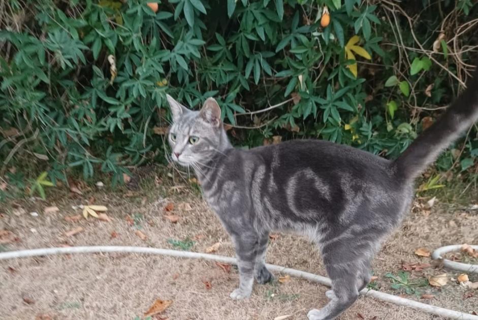 Vermisstmeldung Katze rassenmischung Männliche , 2 jahre Pessac Frankreich