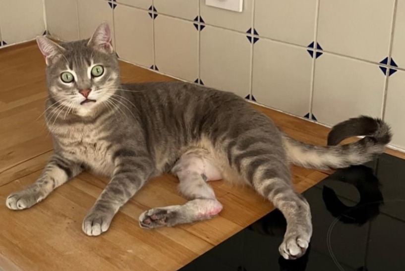 Vermisstmeldung Katze  Weiblich , 0 jahre Bordeaux Frankreich
