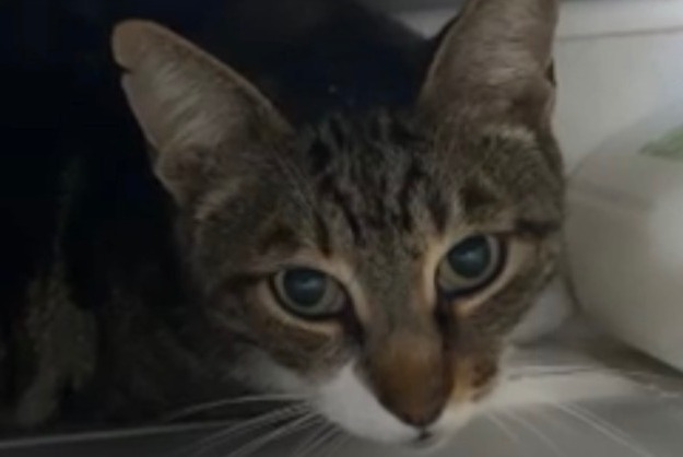 Vermisstmeldung Katze Männliche , 8 jahre Billère Frankreich
