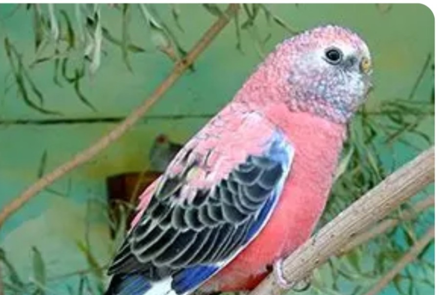 Disappearance alert Bird Male , 2026 years Genlis France