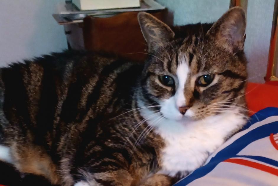 Disappearance alert Cat miscegenation Male , 10 years Perpignan France