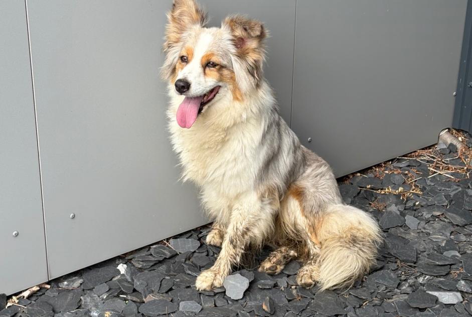 Discovery alert Dog  Unknown Le Landin France