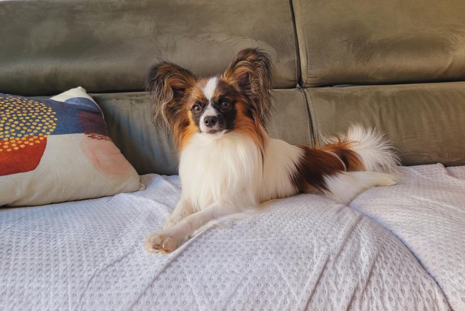 Disappearance alert Dog  Male , 1 years Moussac France