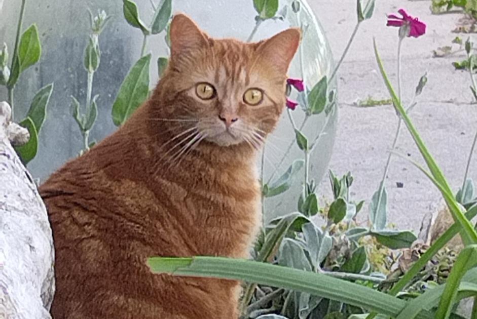 Alerte Disparition Chat Femelle , 2 ans Mortagne-sur-Gironde France Alerte Disparition Chat Femelle , 2 ans Mortagne-sur-Gironde France