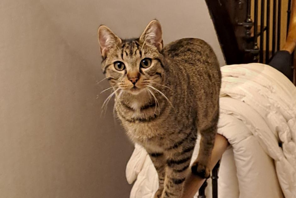 Alerte Disparition Chat  Mâle , 1 ans Angoulême France