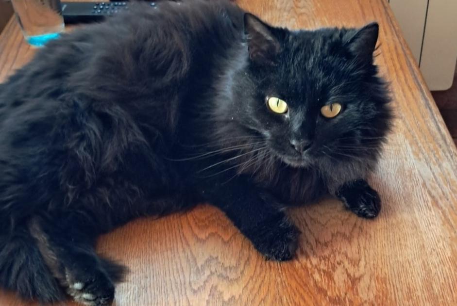 Alerte Disparition Chat Femelle , 6 ans Geneuille France