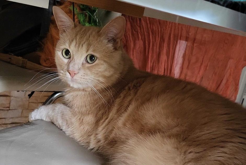 Alerte Disparition Chat  Mâle , 3 ans Chilly-Mazarin France