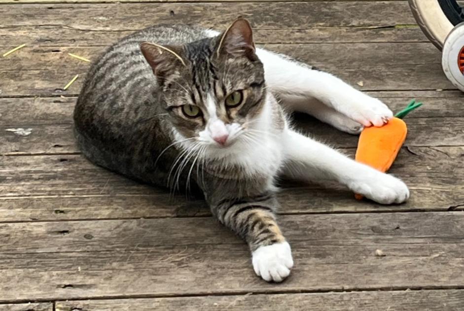 Alerte Disparition Chat Mâle , 1 ans Montpellier France Alerte Disparition Chat Mâle , 1 ans Montpellier France