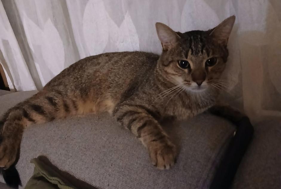Alerte Disparition Chat Mâle , 1 ans Tours France