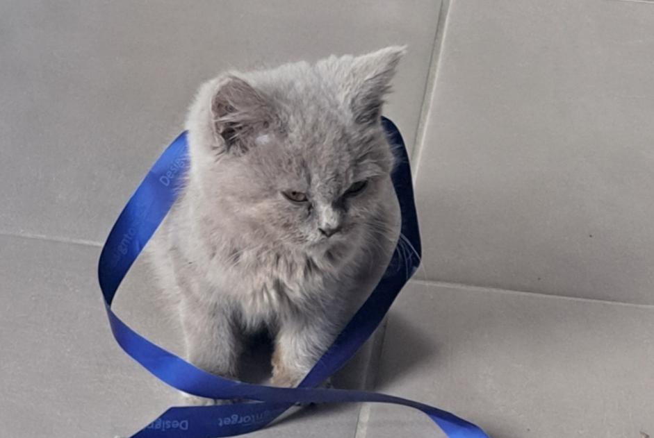 Alerte Découverte Chat croisement Femelle Soyaux France