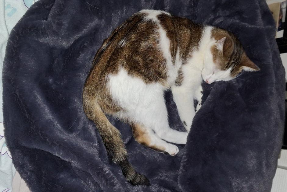 Alerte Découverte Chat  Mâle Besançon France