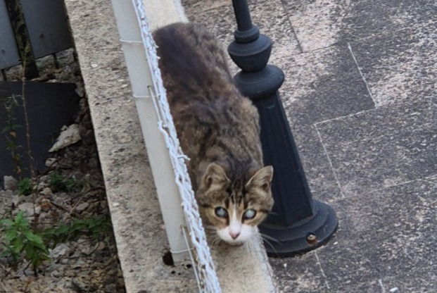 Alerte Découverte Chat Inconnu Morteau France