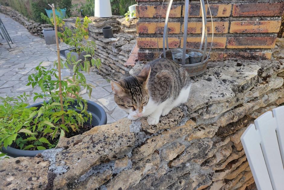 Alerte Découverte Chat Femelle Feytiat France Alerte Découverte Chat Femelle Feytiat France
