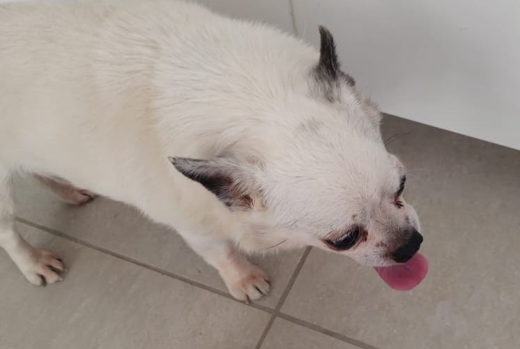 Alerte Découverte Chien Mâle Sommières France