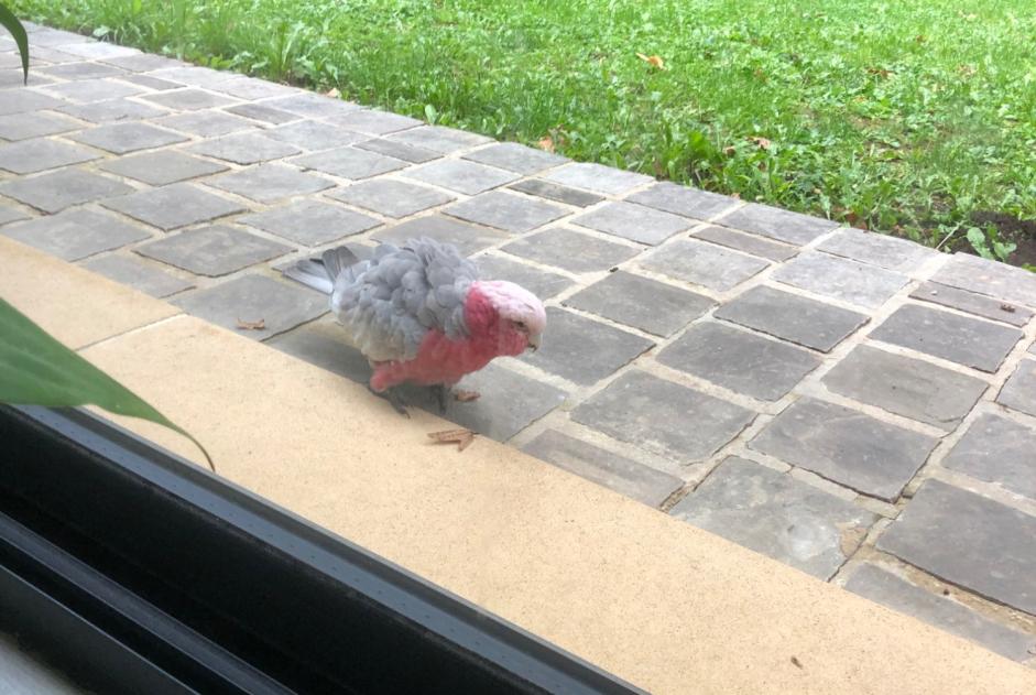 Alerte Découverte Oiseau Inconnu Bois-le-Roi France Alerte Découverte Oiseau Inconnu Bois-le-Roi France