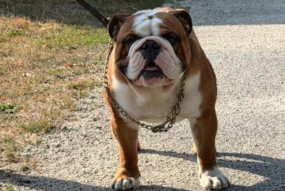 Avviso scomparsa Cane Maschio , 1 anni Breuilpont Francia Avviso scomparsa Cane Maschio , 1 anni Breuilpont Francia