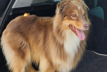 Avviso scomparsa Cane Femmina , 4 anni Rodilhan Francia Avviso scomparsa Cane Femmina , 4 anni Rodilhan Francia