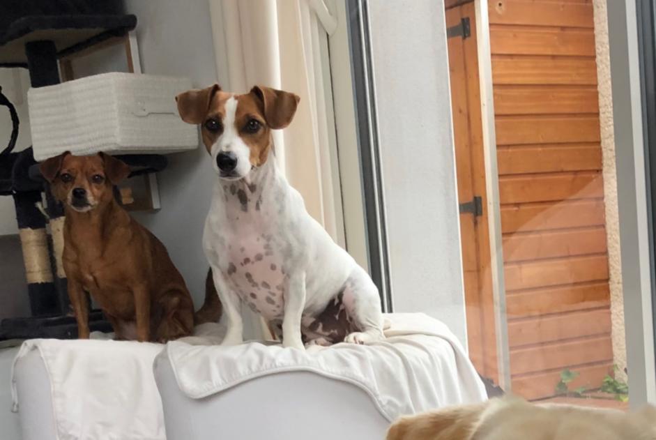 Avviso scomparsa Cane Femmina , 9 anni Sérignan Francia Avviso scomparsa Cane Femmina , 9 anni Sérignan Francia