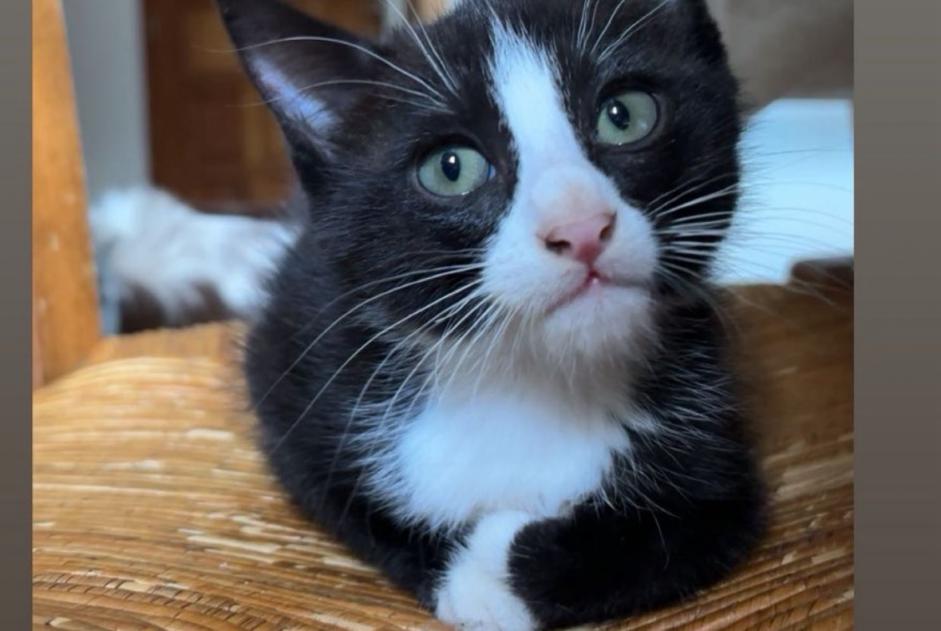 Avviso scomparsa Gatto Maschio , 0 anni La Roche-de-Glun Francia Avviso scomparsa Gatto Maschio , 0 anni La Roche-de-Glun Francia