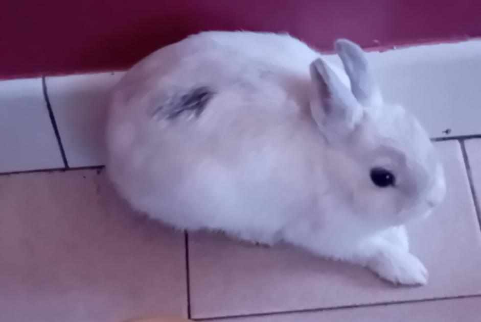 Alerta descoberta Coelho Desconhecido Vauvert France