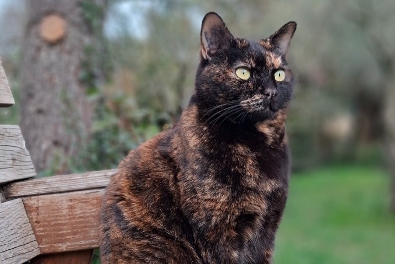 Alerta desaparecimento Gato Fêmea , 6 anos Nîmes France