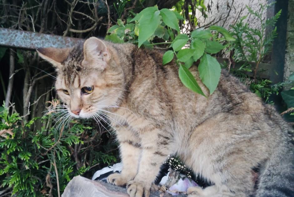 Alerta descoberta Gato cruzamento Fêmea Bourg-Beaudouin France