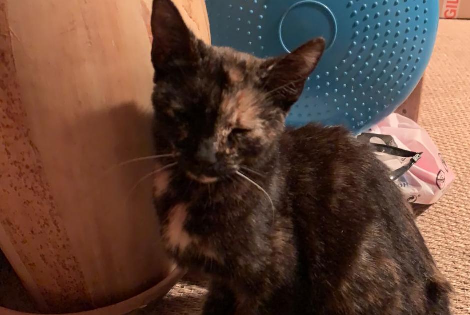 Alerta descoberta Gato Fêmea Saint-Germain-sur-Avre France