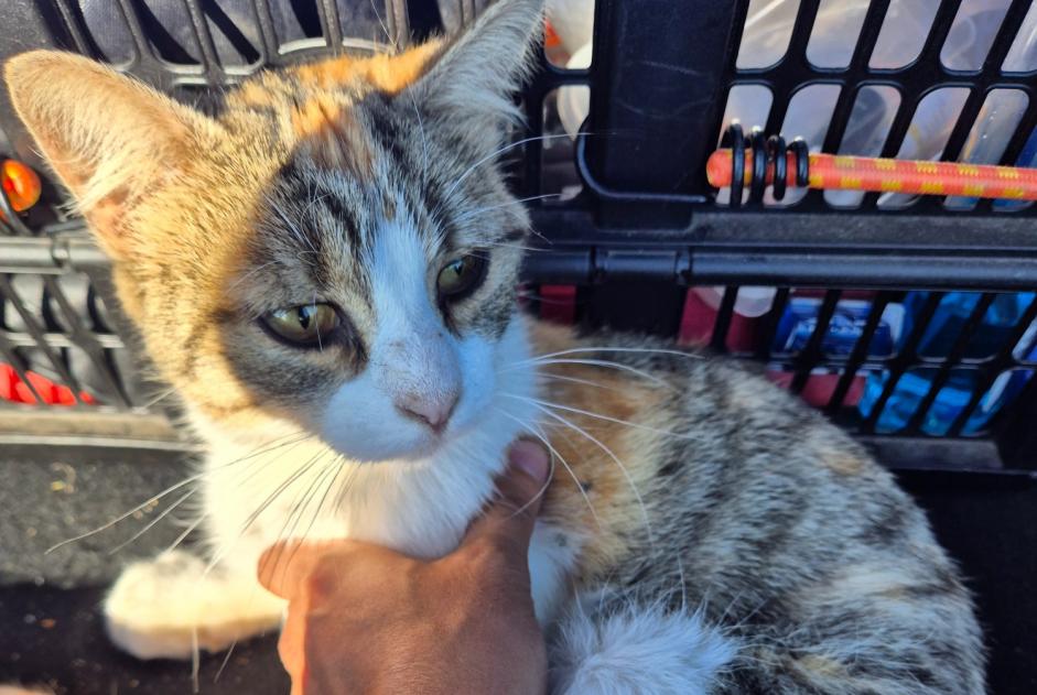 Alerta descoberta Gato Desconhecido Champenard France Alerta descoberta Gato Desconhecido Champenard France